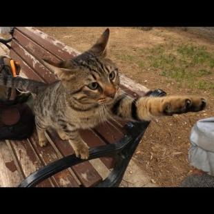 Stray cat asking for affection in a cute way