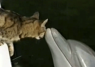 Dolphin and cat kissing .gif