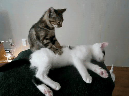 Cat massage service.gif