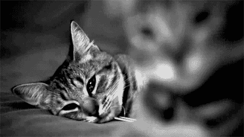 black and white cats focus job.gif