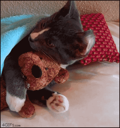 cat shows love to a teddy bear.gif