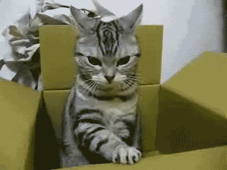 cat playing with cardboard animated gif.gif