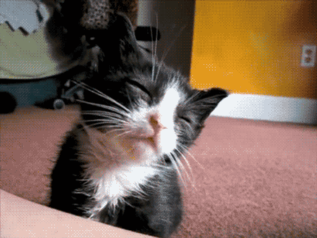 Black and white little cat falling asleep.gif