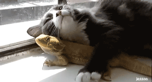 Bearded dragon and cat about to make love.gif