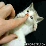 Cute kitty playing with a finger.gif