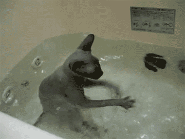 Cat playing with water.gif