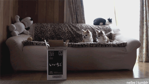 Cat show for two tiny dogs.gif
