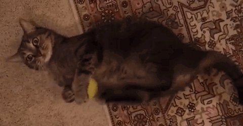 Cat carpet tennis ball stupid and repeated gesture.gif