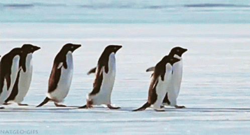 PenguinsFriendsGIF.gif