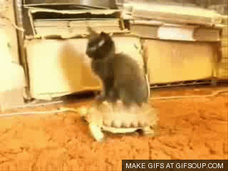 Kitty on a turtle.gif