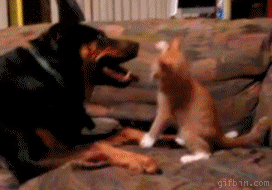 kitty vs dog.gif