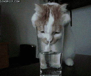 Glass of water around a cat nose.gif