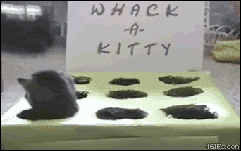 Game for and with kitties.gif