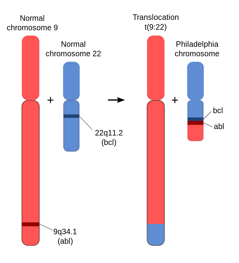 Schematic_of_the_Philadelphia_Chromosome.svg.png
