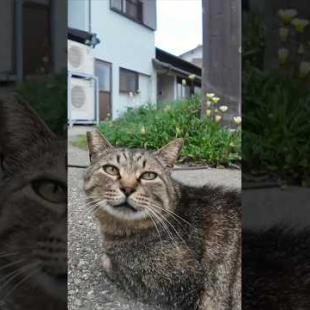 猫島の居酒屋の外の席に集まる猫達にもちゅーるをやってきた