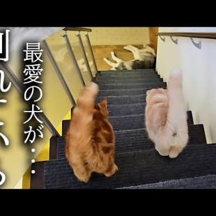 階段下で弱った犬が倒れているのを発見した子猫の対応が...