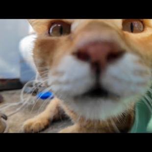 猫島の路地裏でコロコロ転がる猫たちを撫で歩き! 癒やしのゴロゴロ祭り🐾