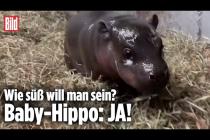 [독일 Bild紙] Super süßer Baby-Hippo im Zoo geboren | Richmond, Virginia