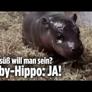[독일 Bild紙] Super süßer Baby-Hippo im Zoo geboren | Richmond, Virginia