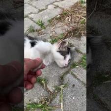 I made friends with a cute kitten, meow #shorts #kitten #cute #animals #cat #kitten #animals #cats