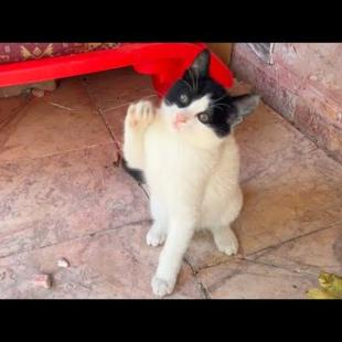 Timid feral kitten trusts a human for the first time