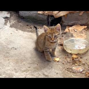 I'm waiting to be friends with the shy cat