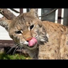 БОБКЭТ РУФУС НЕОБЫЧАЙНО ЛАСКОВЫЙ / Барханнкая кошка устроила дедовщину