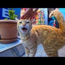 大通りの商店の前にいた猫ちゃん撫でると喜んで足元に擦り寄ってきた