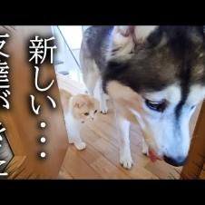 子猫と犬に新しい友達を連れてきたら...