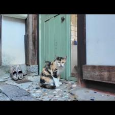 アニメの世界から出てきたような三毛猫ちゃんが居ました。ちょっとビビりだけど可愛い🐾