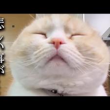 猫達と餅つきした結果こうなりました...