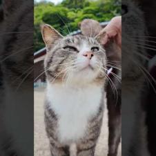猫島に着いてフェリーを降りると港の猫たちが出迎えてくれます