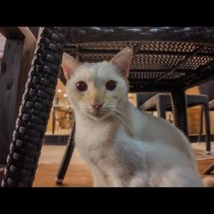 那覇の商店街アーケード内にあるホテルは毎日猫が遊びに来て楽しい