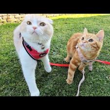 子猫達とお花見してたらカラスが襲ってきました...