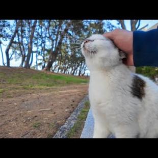 公園のベンチにいた猫の隣に座ってナデナデすると他の猫も集まってきた