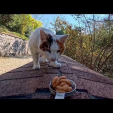 犬みたいな猫、ちゅーるやったらガツガツ食べました