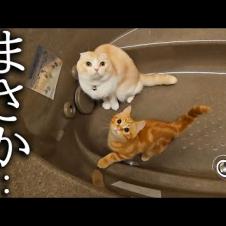 子猫と先住猫が浴槽から出てくれないのでお湯を出したら...