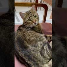 The cute cat resting in the cafe feels that I love her #shorts #catshorts #cat #cats #kitten #cute