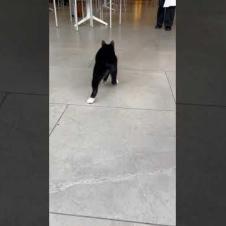 😸🎮 Mini Cat Ninja! Jumps and Runs on Everything 🐾#shorts #cat #catvideos #animals #cute