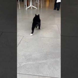 😸🎮 Mini Cat Ninja! Jumps and Runs on Everything 🐾#shorts #cat #catvideos #animals #cute