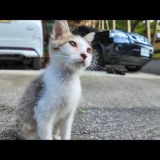 神社にいた猫ちゃん、一番小さい子猫が一番人懐っこいです