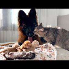Mom Cat Entrusted Her Kittens to a German Shepherd & Dad Cat
