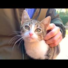 🐾💔Orphaned Kittens Jumped On My Lap For Love – Tears Will Fill Your Eyes!