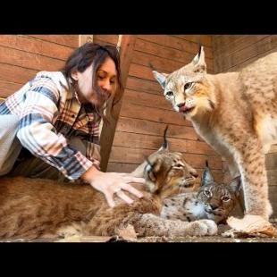 РЫСЬ НАПАЛА НА ТЕЛЕФОН / Бобкэт Руфус и свинья / Мейн-кун гоняется за кошкой / Еноты и арбуз