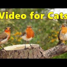 Cat TV ~ Sounds To Delight Cats
