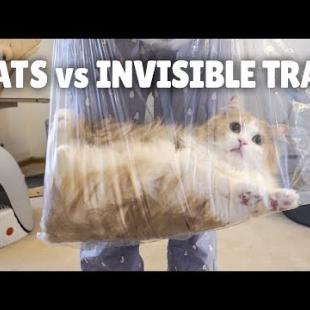 Cats vs Invisible Trap