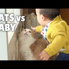 Cats vs Baby