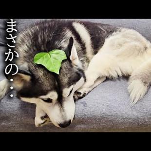ハスキー犬が素敵な帽子をかぶってた結果...