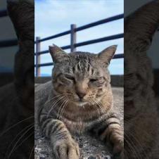 猫島の猫居住地区の最果ての神社を守る猫、喉を撫でられて喜ぶ#猫 #猫島