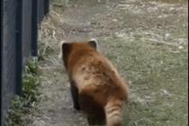 Dancing-red-panda